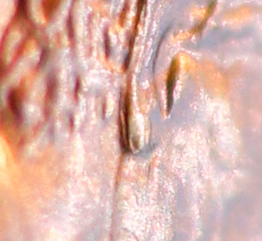 New-Variety-1974-D-DDO-Doubled-Ear?